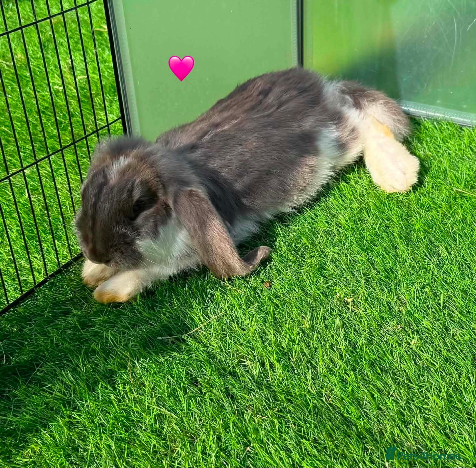 French Lop rabbits Pure French lop - Advert 1