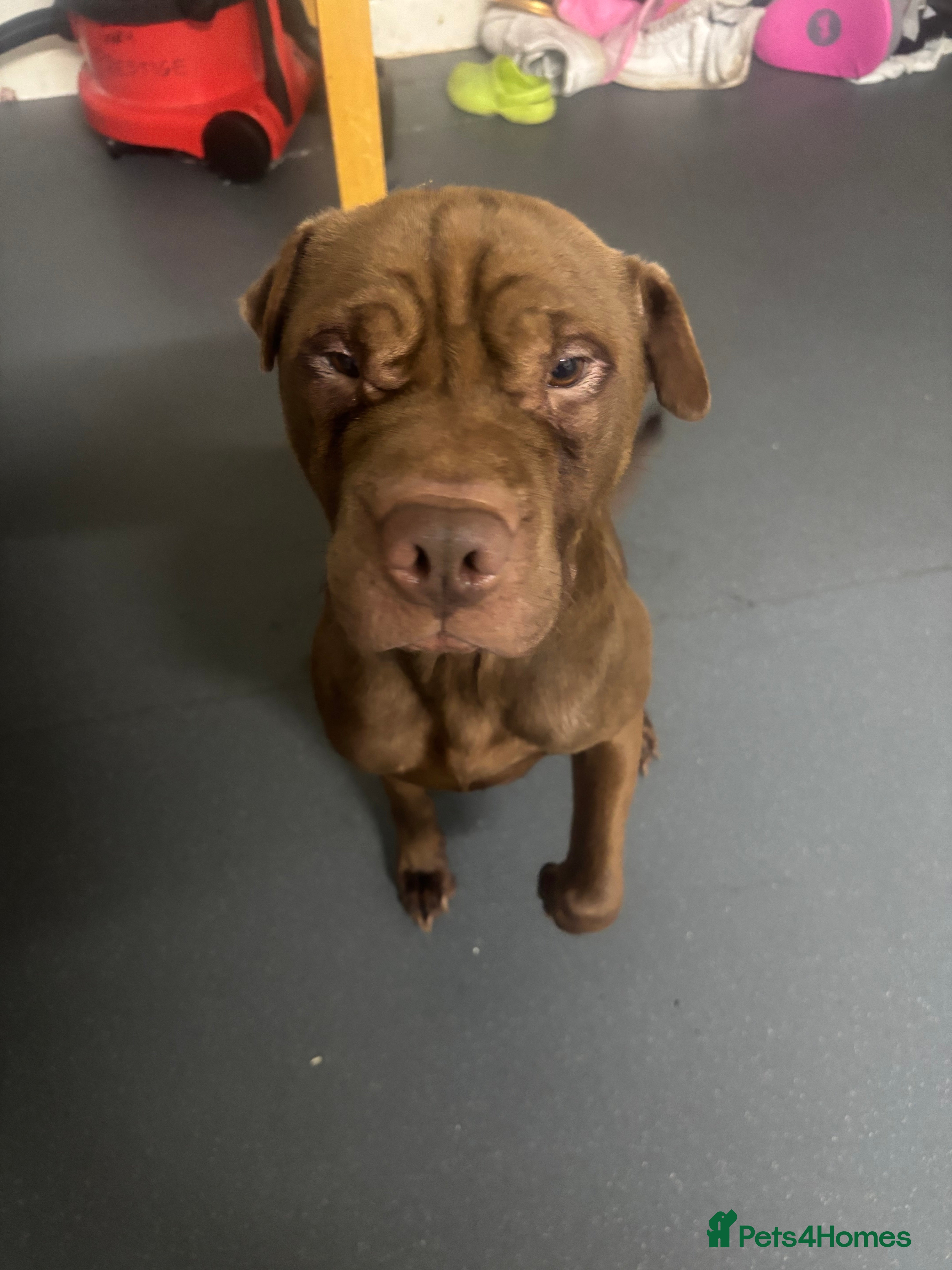 Mixed Breed dogs Male dog for sale  - Advert 13