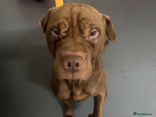 Mixed Breed dogs Male dog for sale - Advert 5