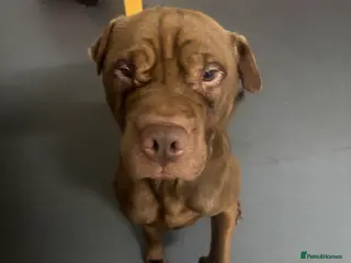 Mixed Breed dogs Male dog for sale - Advert 10