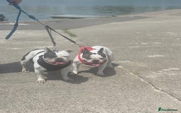 French Bulldog dogs for sale: 💕Beautiful Bella- Ready for her forever home💕 - Image 11