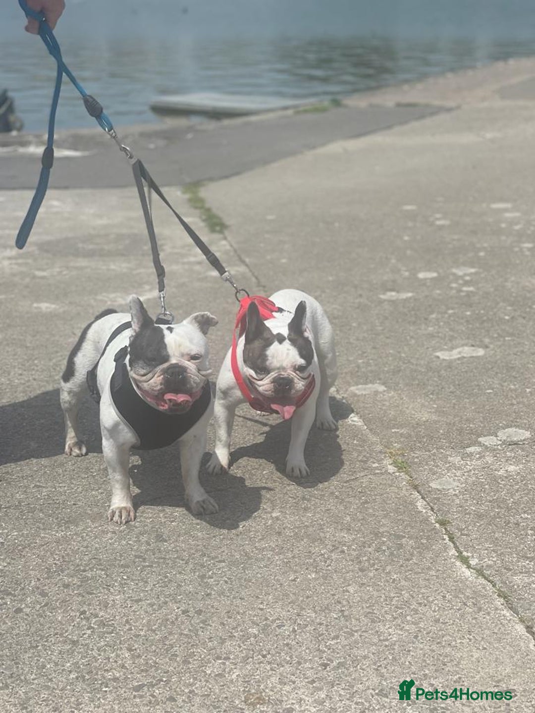 French Bulldog dogs for sale: 💕Beautiful Bella- Ready for her forever home💕 - Image 11