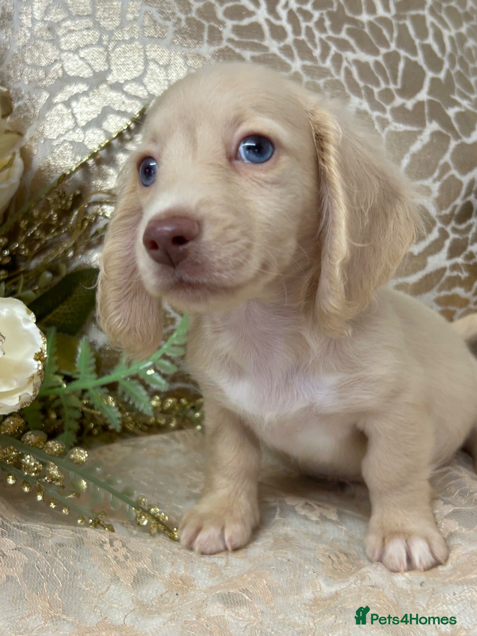 Miniature Dachshund dogs KC Long Coat Miniature Dachshund Puppies - Advert 1