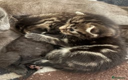 British Shorthair cats for sale: 2 beautiful girl kittens for sale - Image 8