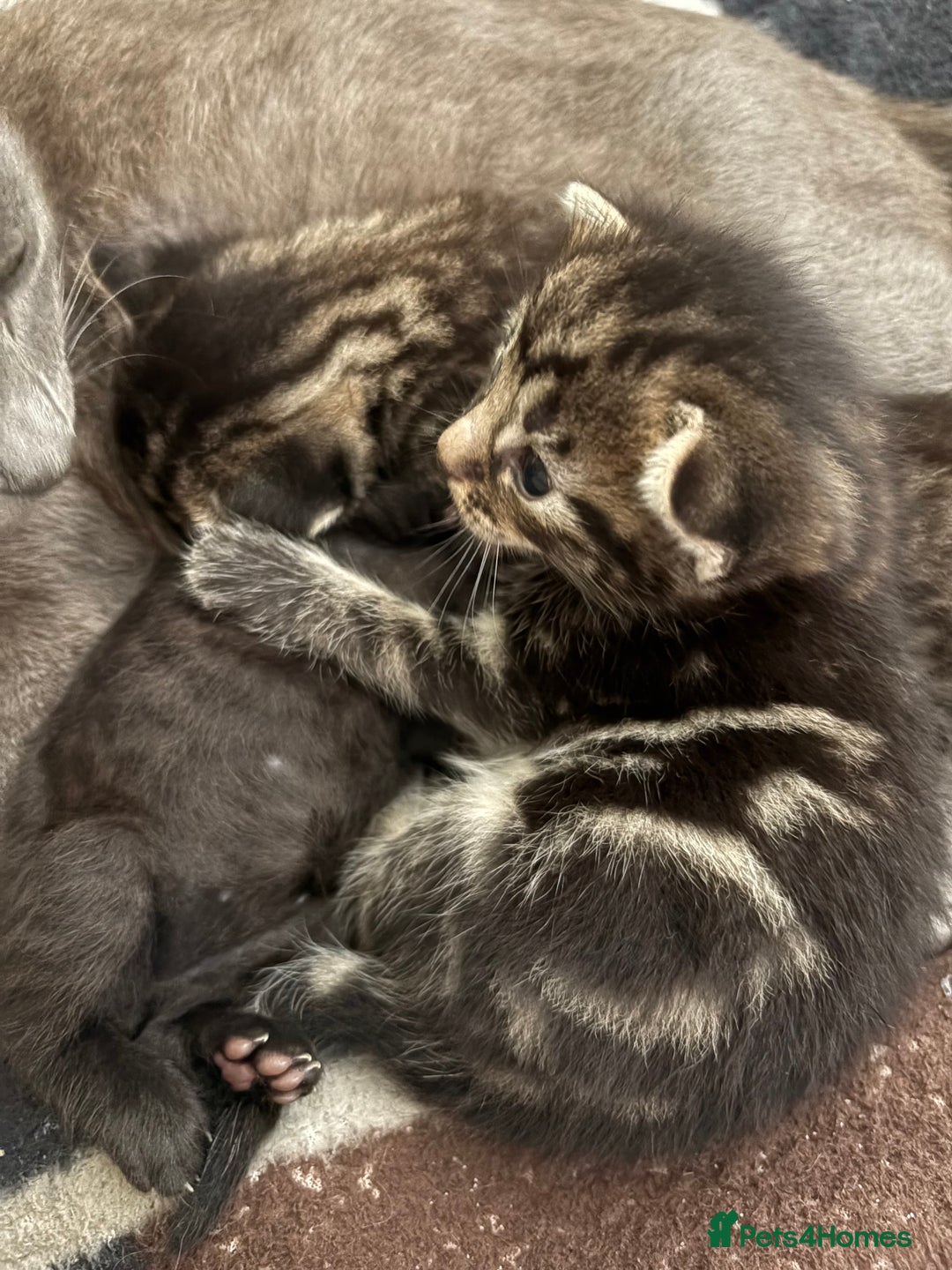 British Shorthair cats for sale: 2 beautiful girl kittens for sale - Image 8
