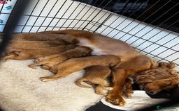 Miniature Poodle dogs for stud: Dark Red Miniature Poodle Stud Package Available in Southampton - Image 21