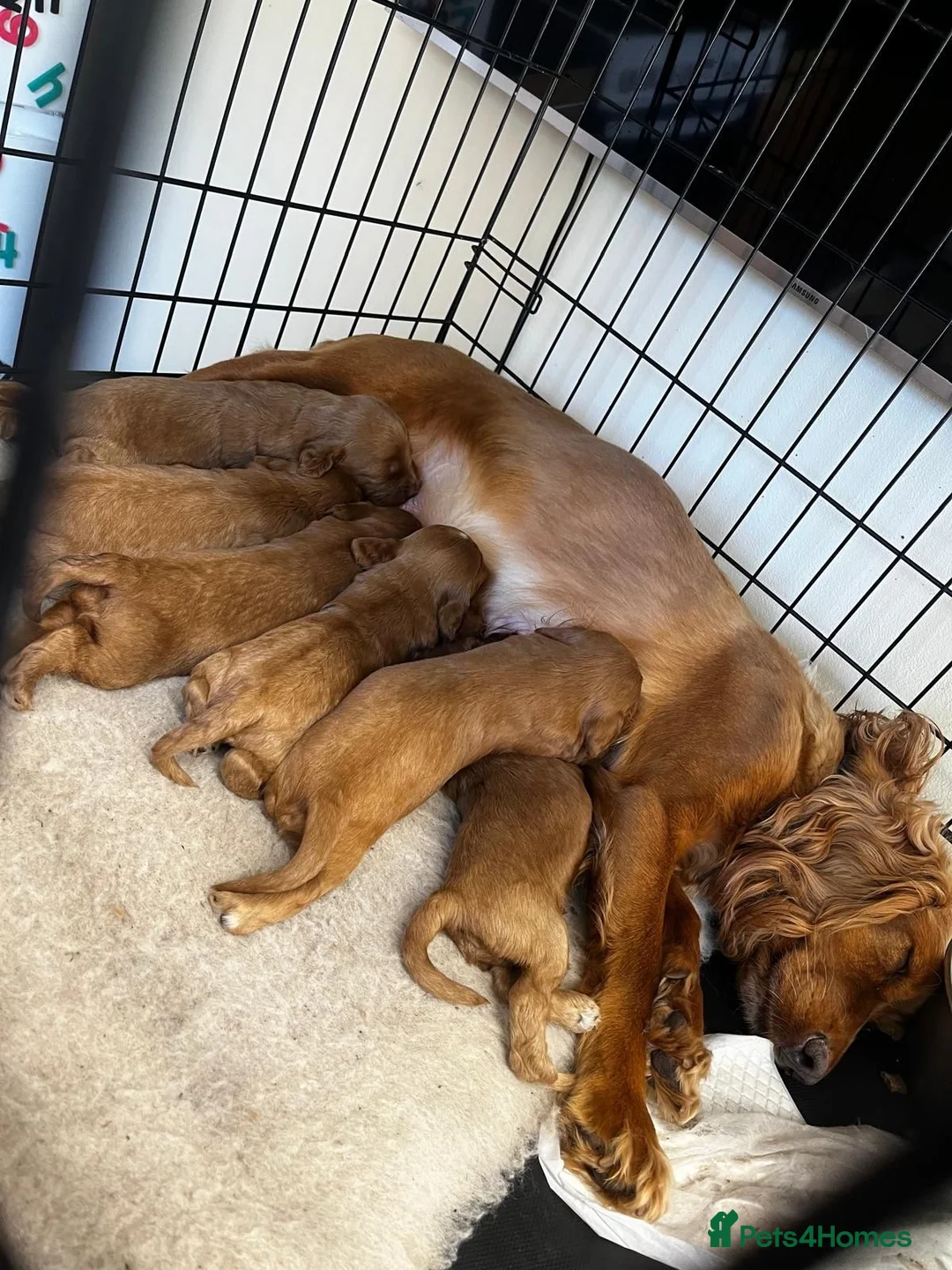 Miniature Poodle dogs for stud: Dark Red Miniature Poodle Stud Package Available in Southampton - Advert 21