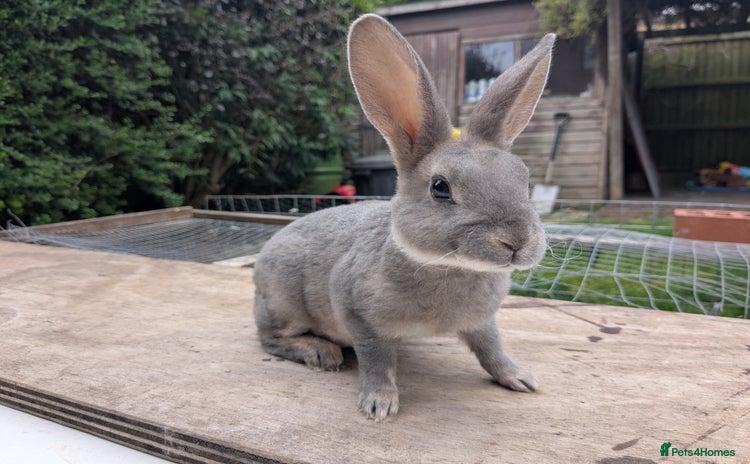 Rex rabbits - Advert 6
