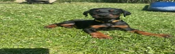 Dobermann dogs for sale: Champion Bloodline Doberman Puppies - Advert 18