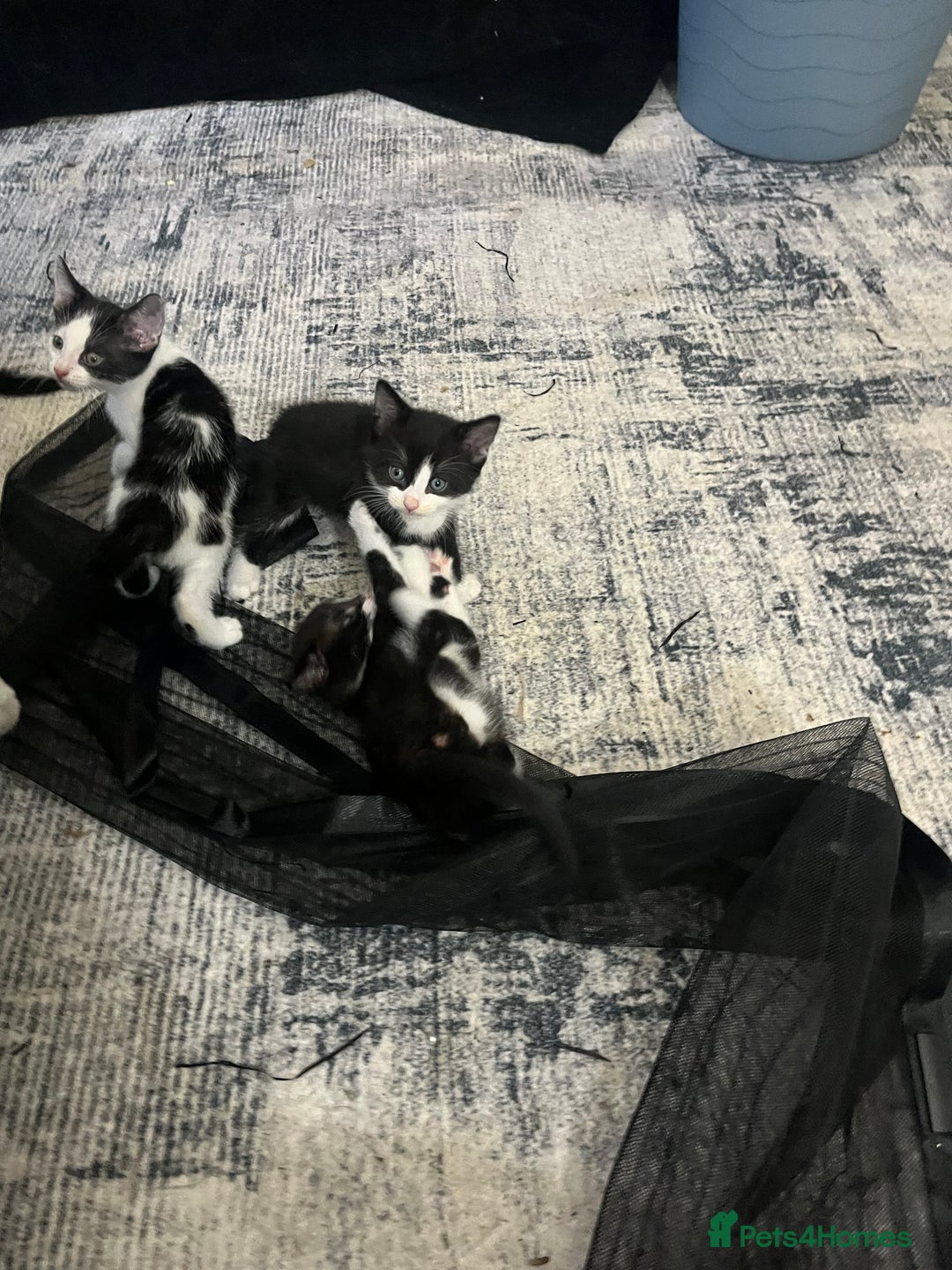 Mixed Breed cats for sale: Scottish fold cross for sale  - Image 18