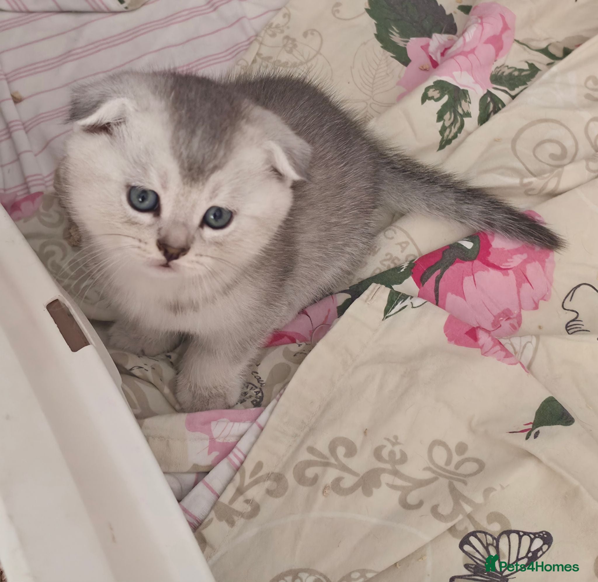 British Shorthair cats 💞Lovely kittens in beautiful colours🩵 booking - Advert 12