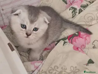 British Shorthair cats 💞Lovely kittens in beautiful colours🩵 booking - Advert 3