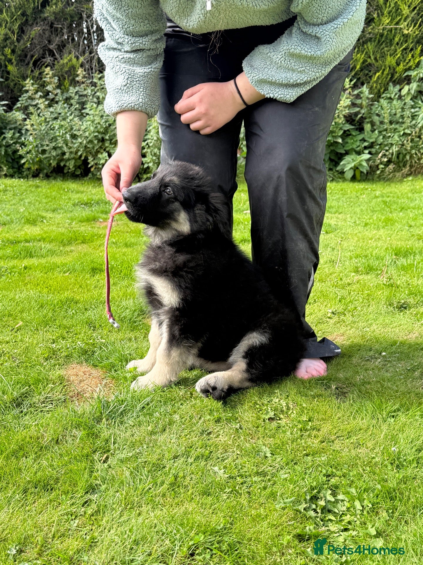 German Shepherd dogs Reduced further they carry Isabella Kcreg GSD pups - Advert 1