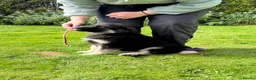 German Shepherd dogs for sale: Ready now reduced further  to sell Kcreg GSD pups - Advert 10