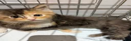 Maine Coon cats for sale: Maincoon kittens  - Advert 3
