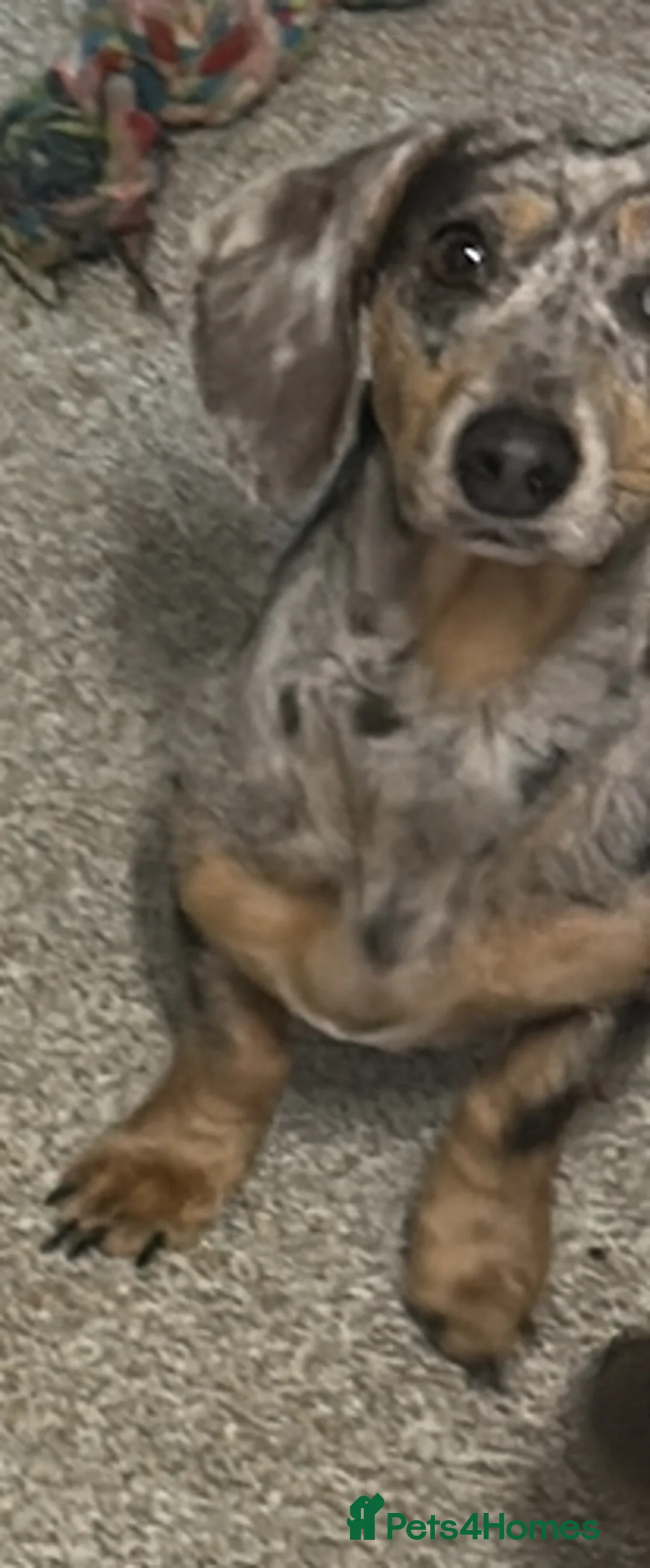 Dachshund dogs for sale: Looking for home  - Advert 2