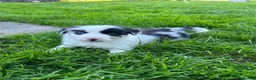 Border Collie dogs for sale: Blue merle border collie puppies  - Advert 13