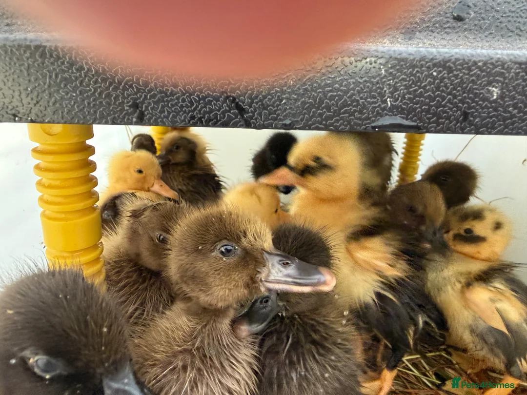 Ducks poultry for sale: Rehoming- 5 ducklings 1 Indian runner 4 Campbell  in Basildon - Advert 2