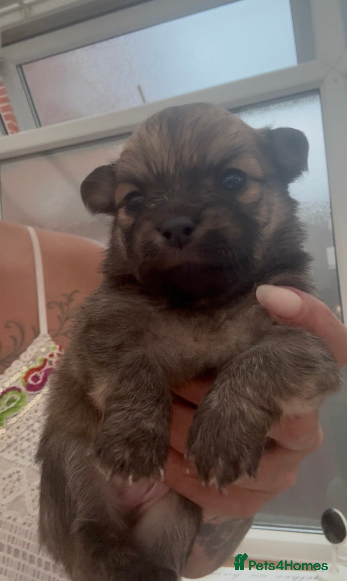 Pomchi dogs Last 3boys family raised Pomchi puppies 💗 - Advert 4