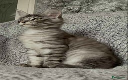 Maine Coon cats for sale: GCCF Black Smoke Maine Coon Kitten.  - Image 14