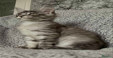 Maine Coon cats - Advert 3