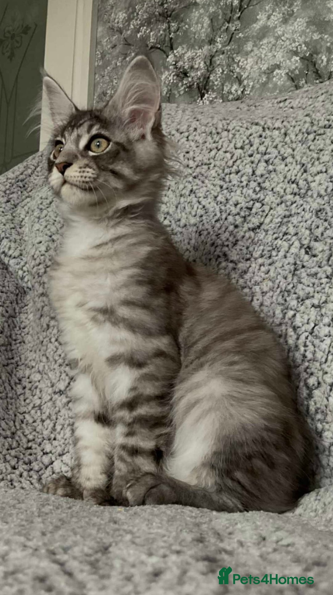 Maine Coon cats for sale: GCCF Black Smoke Maine Coon Kitten.  - Image 14