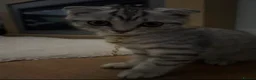 Mixed Breed cats for sale: Adorable kittens  - Advert 17