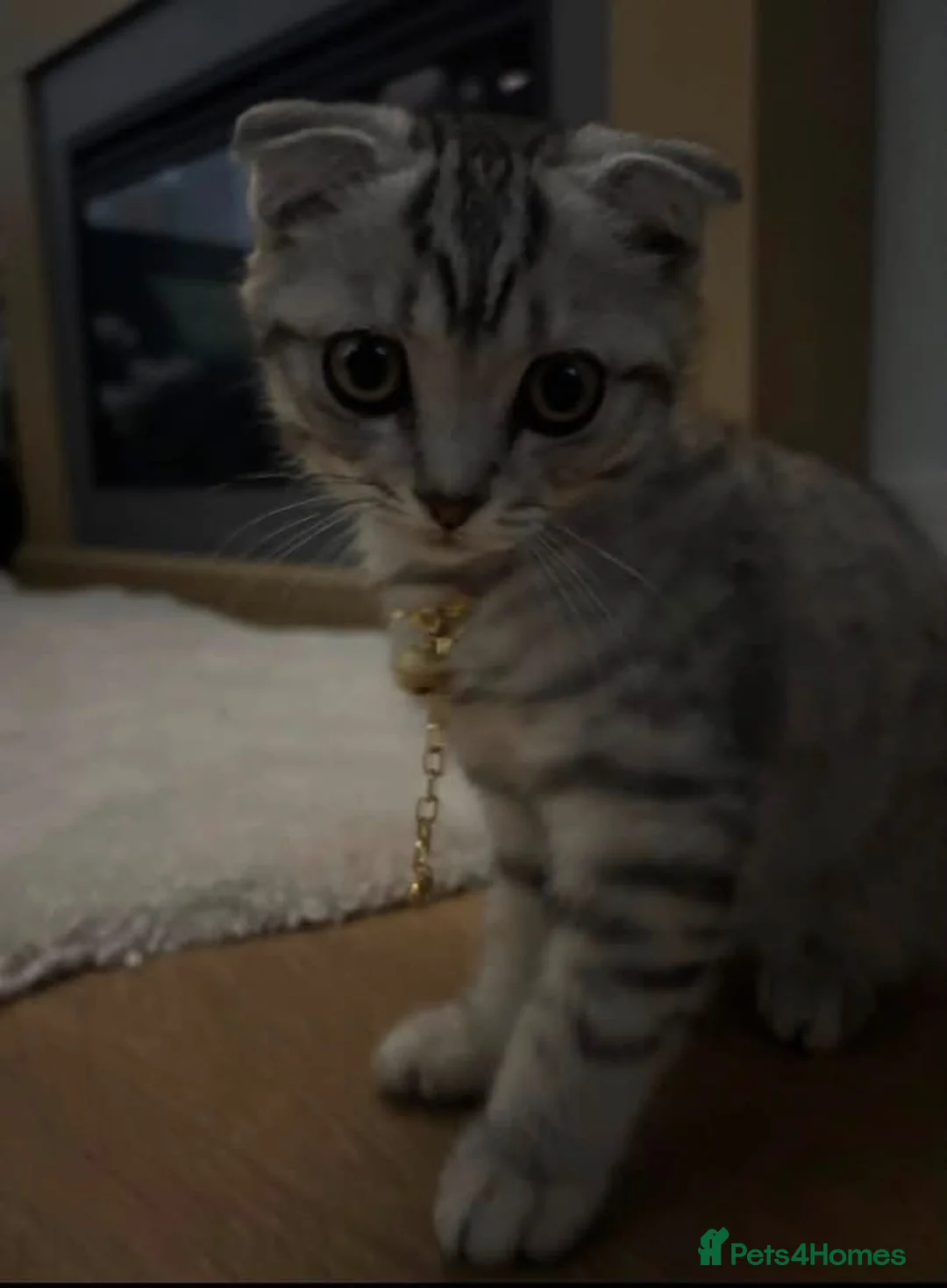 Mixed Breed cats for sale: Adorable kittens  - Advert 17