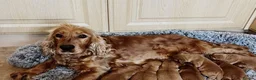 Cocker Spaniel dogs for sale: Golden cocker spaniel - Advert 4