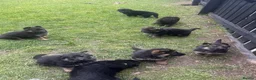 German Shepherd dogs for sale: Kc registered German shepherd puppies  - Advert 16