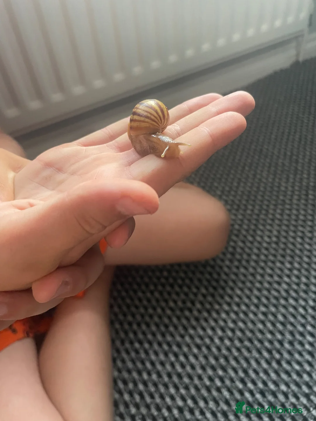 Mixed Breed reptiles for sale: Giant African Land snails  in Herne Bay - Advert 10