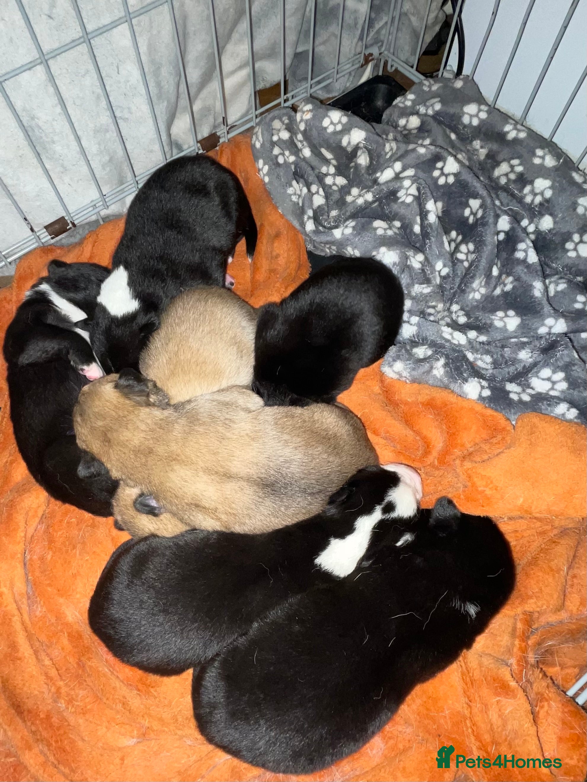 Mixed Breed dogs Huskita X Border Collie mix - Advert 17