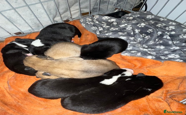 Mixed Breed dogs - Advert 7