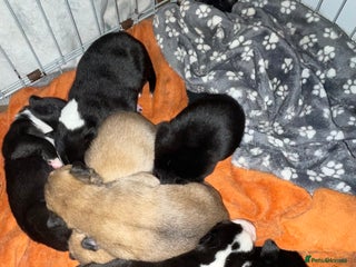 Mixed Breed dogs - Advert 1