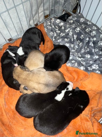 Mixed Breed dogs - Advert 7