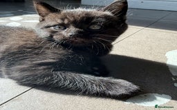 British Shorthair cats for sale: Cross British short hair kittens  - Image 6