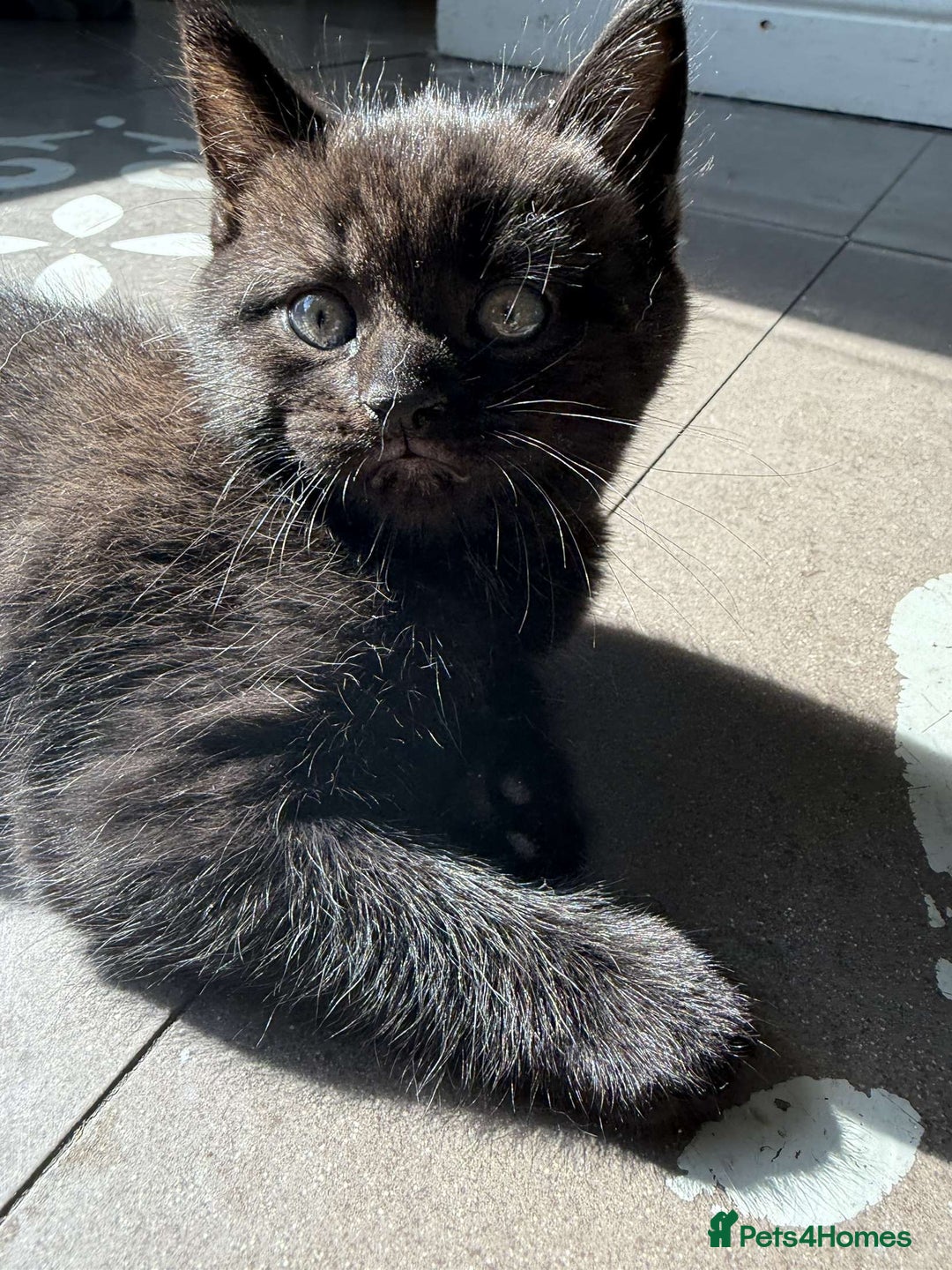 British Shorthair cats for sale: Cross British short hair kittens  - Image 6