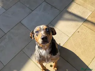 Catalan Sheepdog dogs Looking to rehome my dog Lexi - Advert 16