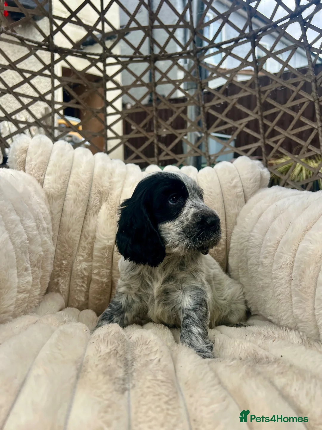 Cocker Spaniel dogs for sale: Show Cocker Spaniel puppies - Advert 2