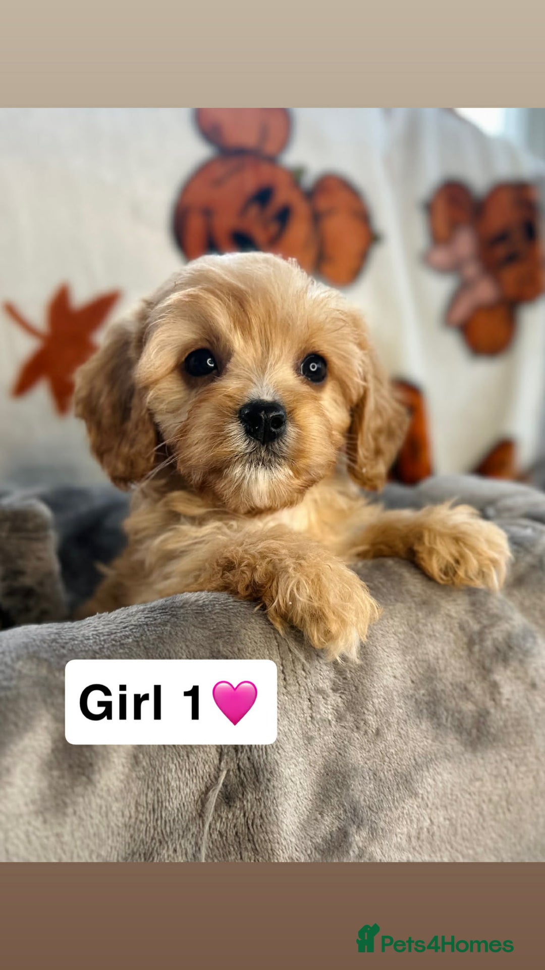 Cavapoo dogs for sale: DNA Cavapoo’s pups - Advert 5