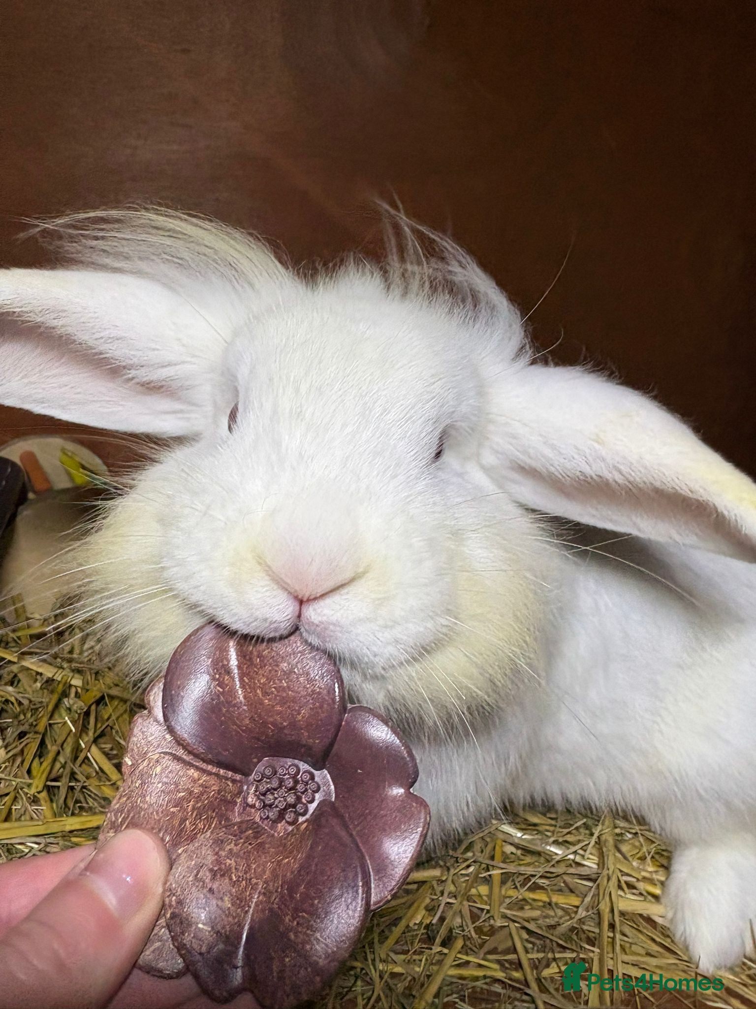 Mixed Breed rabbits Bunnies available for adoption  - Advert 2