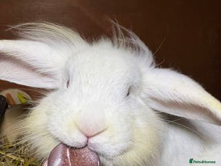 Mixed Breed rabbits Bunnies available for adoption - Advert 2