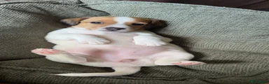 Mixed Breed 3