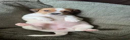 Mixed Breed dogs for sale: Jackshitz puppies looking for forever hokes in Oswestry - Advert 5