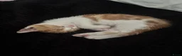 Domestic Shorthair cats for sale: Cookie the kitten  - Advert 1