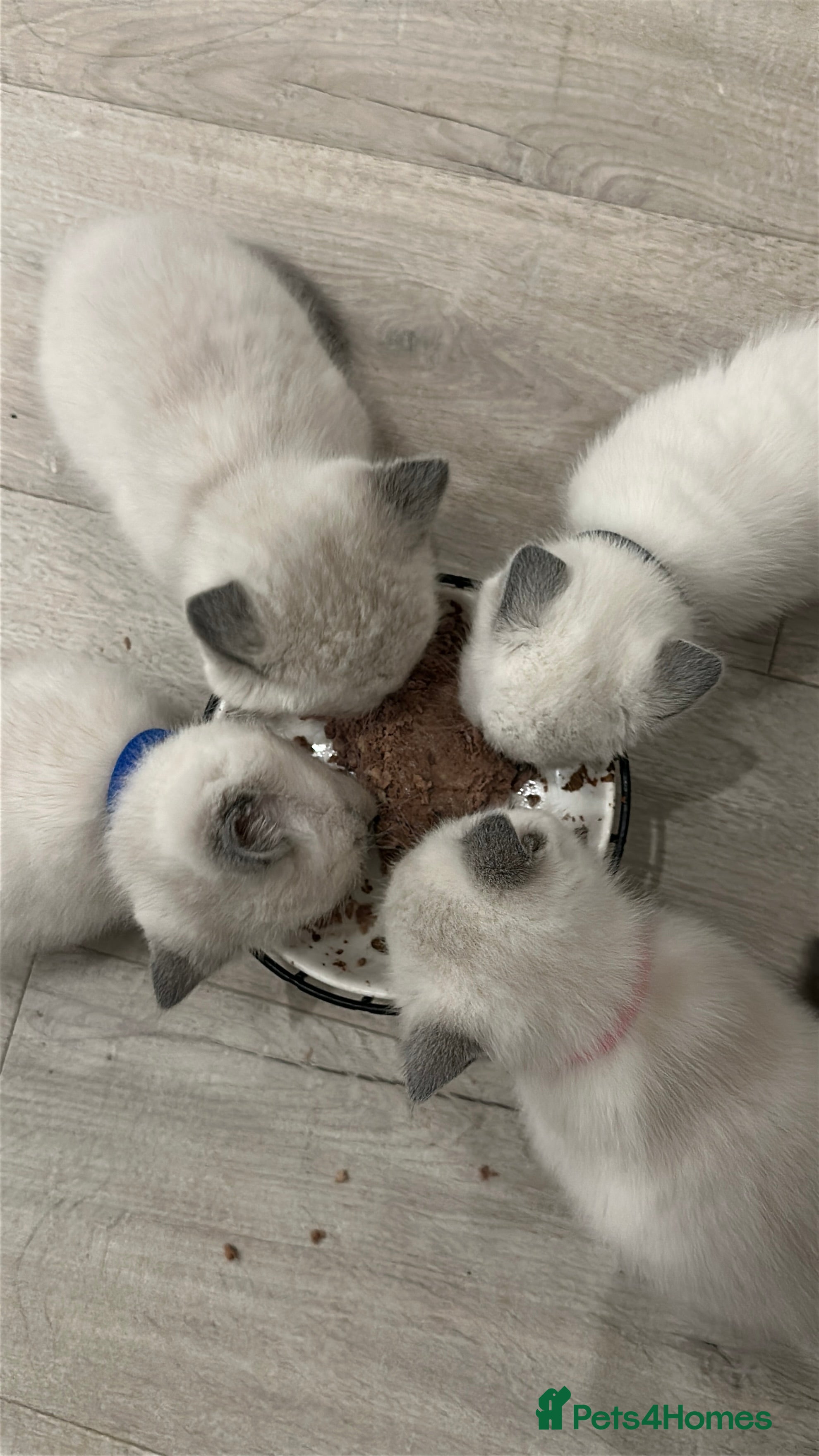Mixed Breed cats Beautiful Ragdoll x BSH Kittens – 4 Available - Advert 1