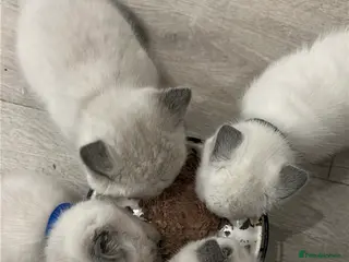 Mixed Breed cats Beautiful Ragdoll x BSH Kittens – 4 Available - Advert 1