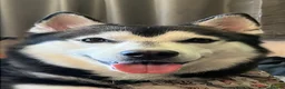 Siberian Husky dogs for stud: Black and white husky stud  in Aberdare - Advert 3
