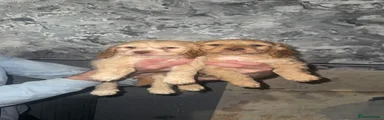 Cockapoo 1