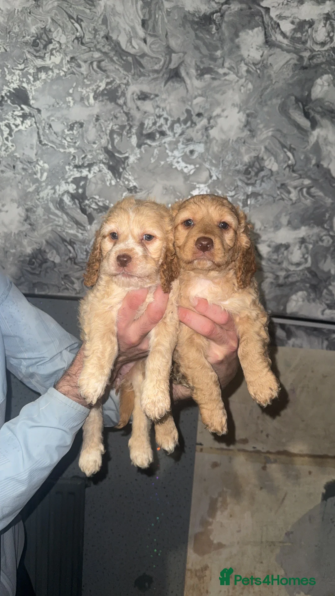 Cockapoo dogs for sale: 2 beautiful cockapoo girls  - Advert 2